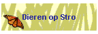 Dieren op Stro