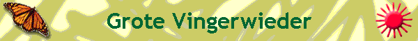 Grote Vingerwieder
